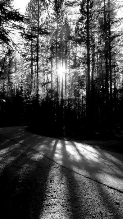 trees path backlit sun shadow ch rs IMG_5349