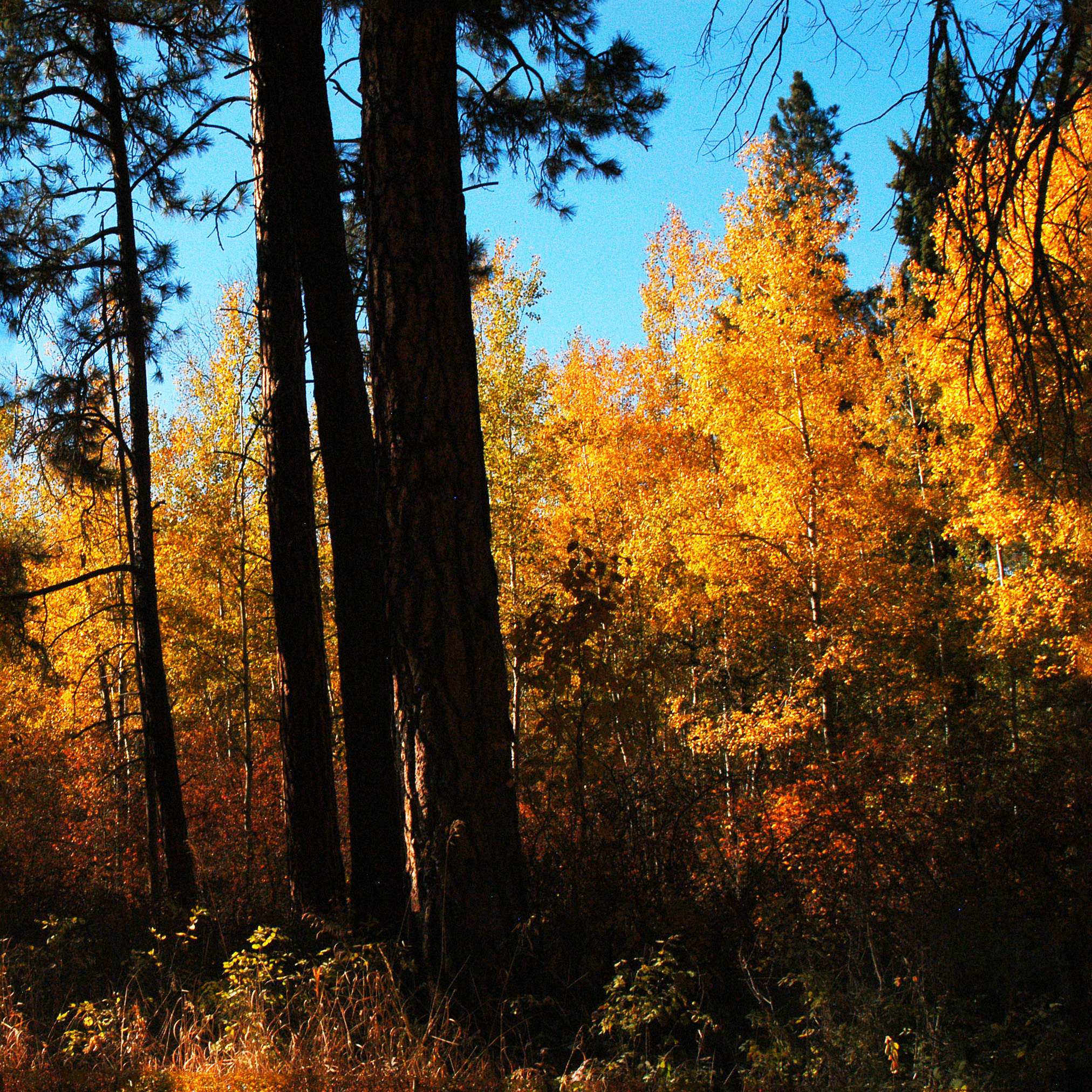Wasa forest autumn sq DSC_0153