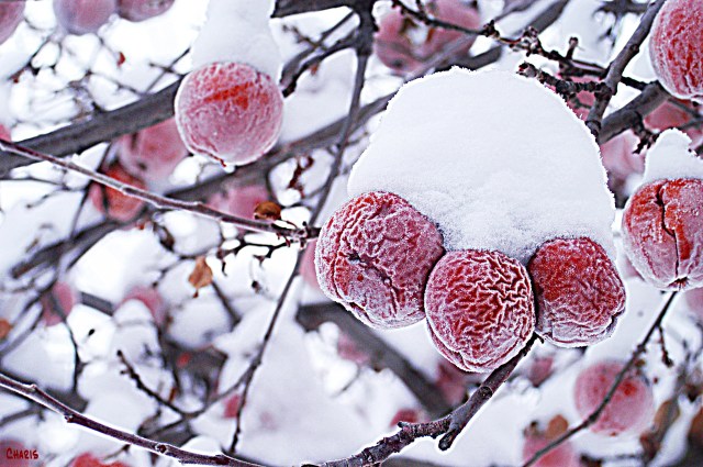 winter apples ch
