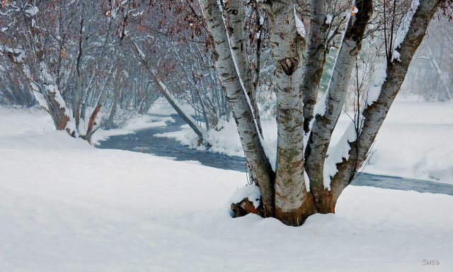 joseph creek winter fog treech rs IMG_2583