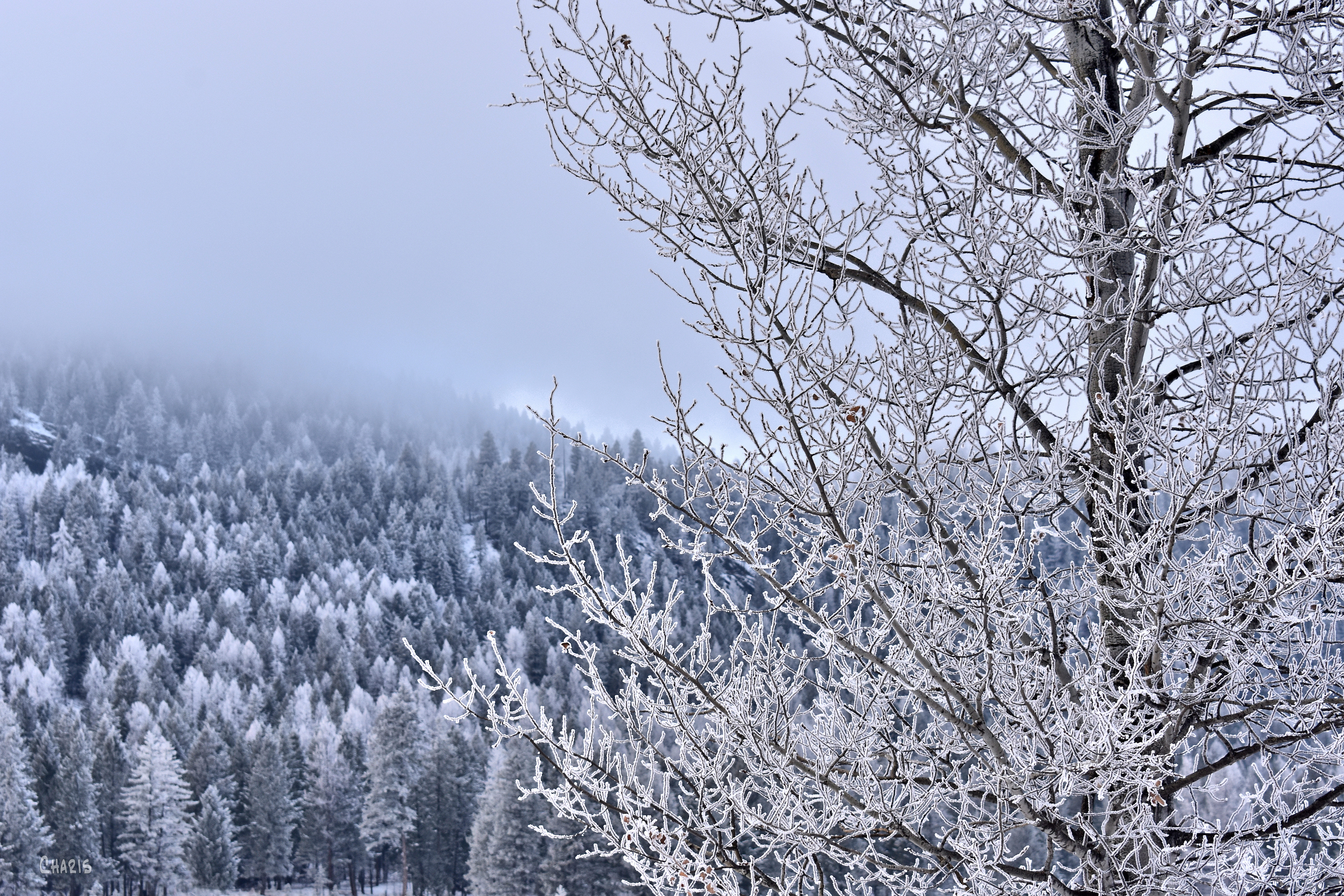 frost tree ch rs DSC_0489 (1)