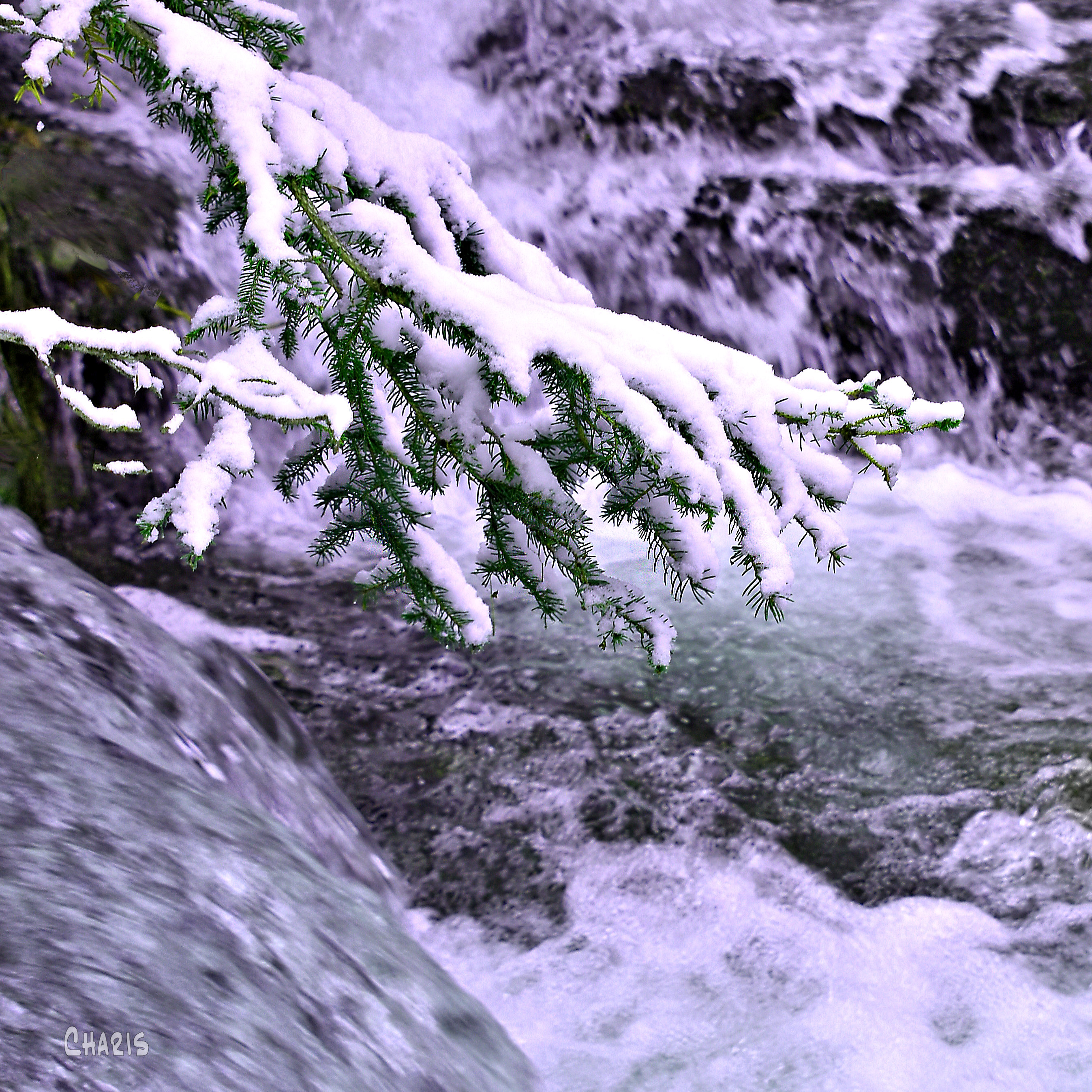 snow branch creek outflow crop ch DSC_0843