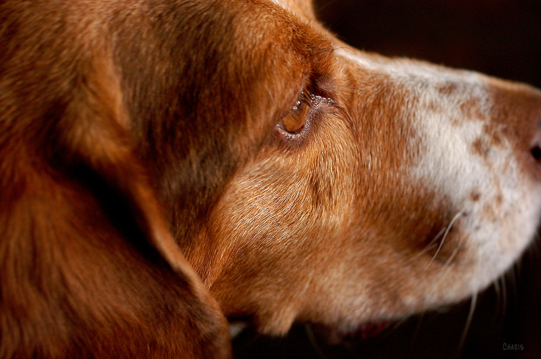 dog Cooper profile ch rs DSC_0102