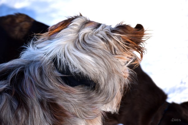 dog park back head ch rs DSC_0056