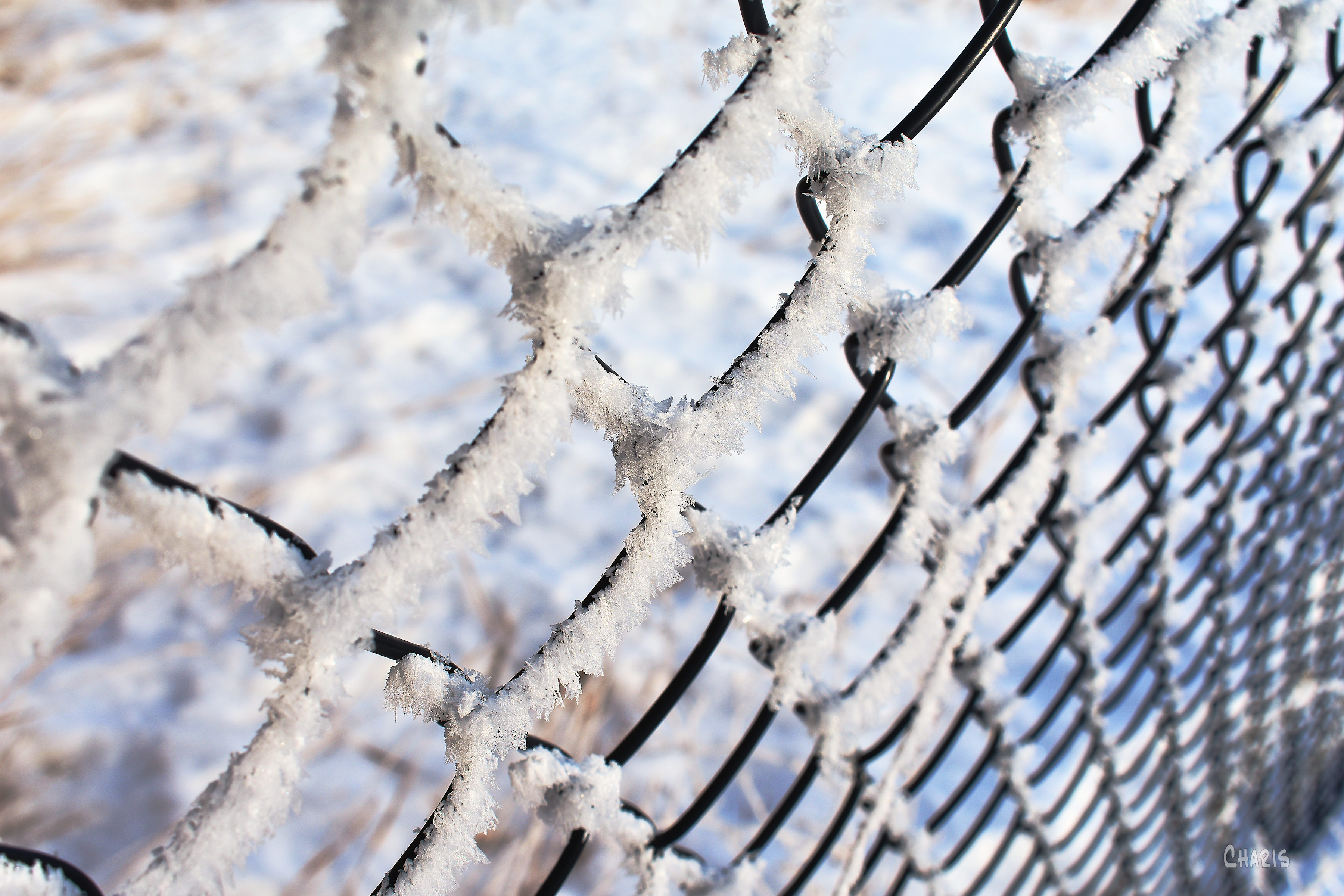 frosty fencech rs DSC_0080