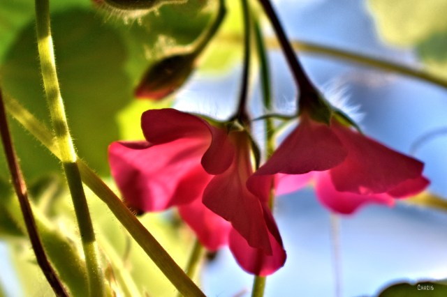 geraniums window sill pink flower ch crop DSC_0007
