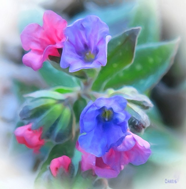 pink blue flowers