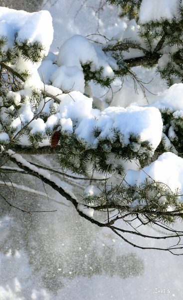 whiter than snow ch rs IMG_2825