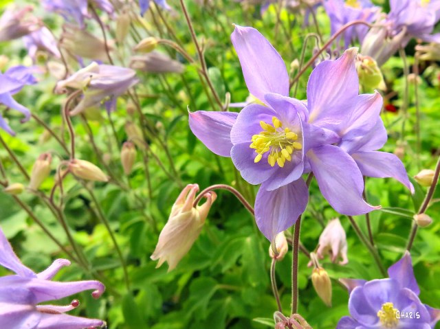 columbine purple flowers ch rs IMG_3988