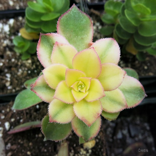 desert plant greenhouse sq ch IMG_4050