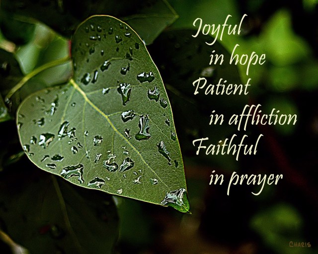 Djoyful in hope SC_0100 joyful in hope 2 ch