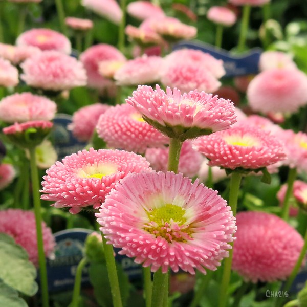 English daisy pink ch sq IMG_4031