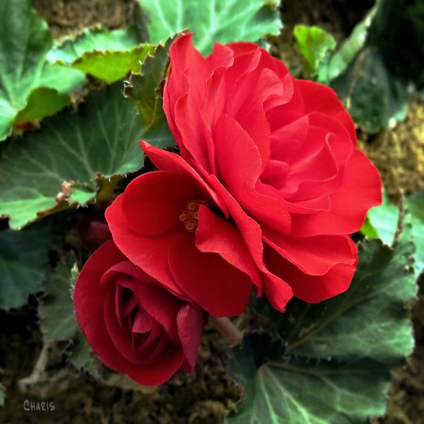 red begonia ch rs IMG_3975