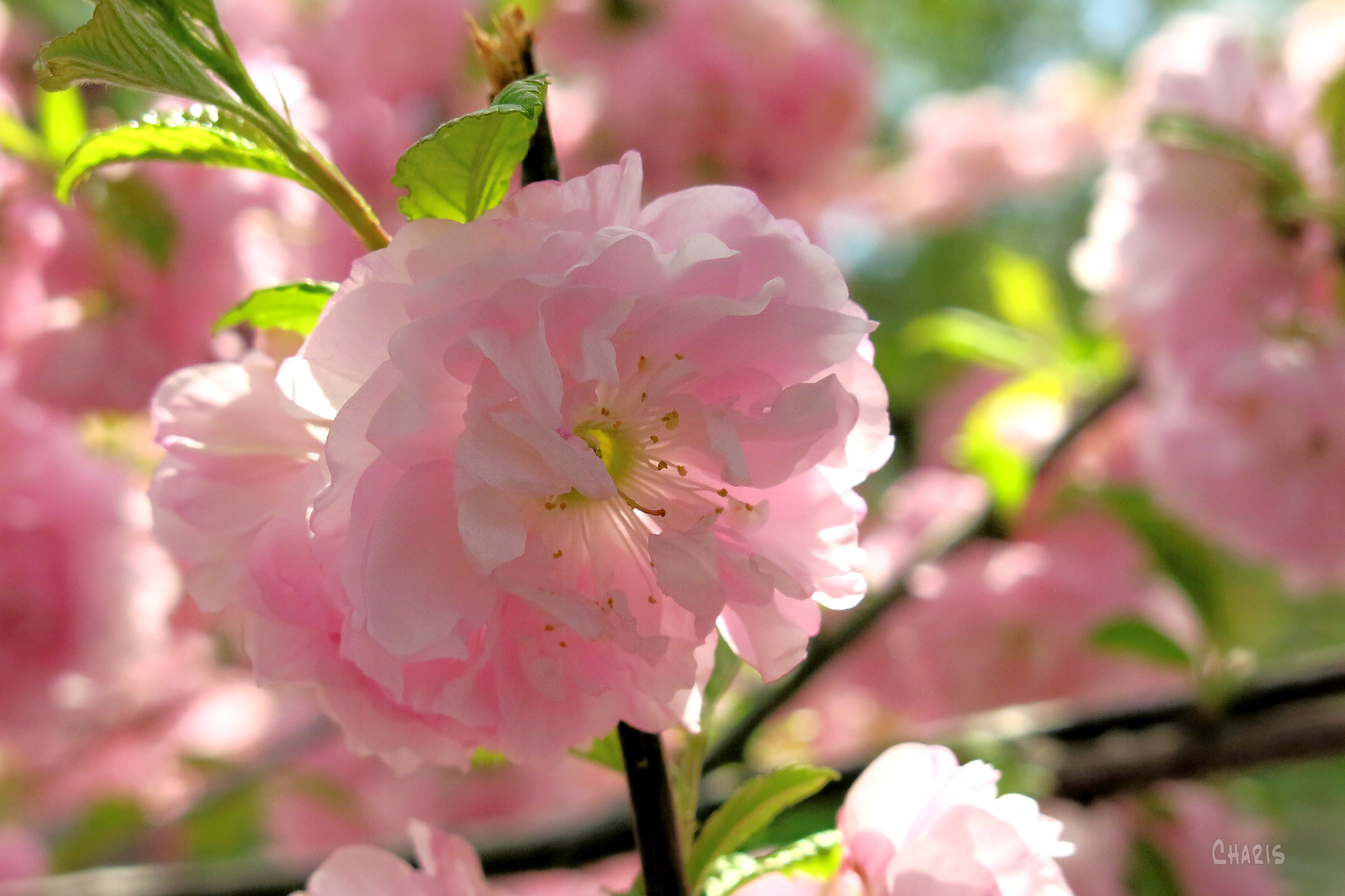 almond flowering light ch rs IMG_4195