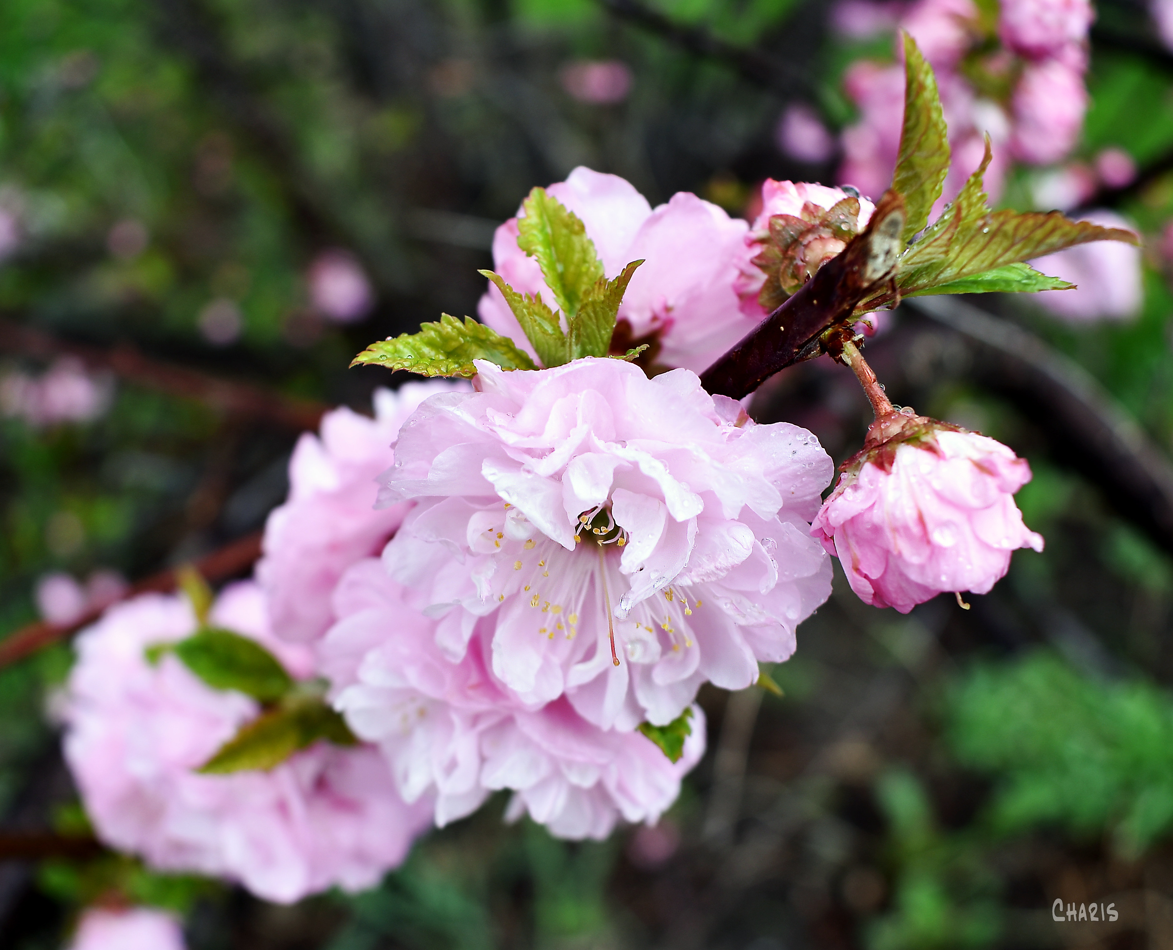 alomond blosson pink diagonal ch crop 2 DSC_0006