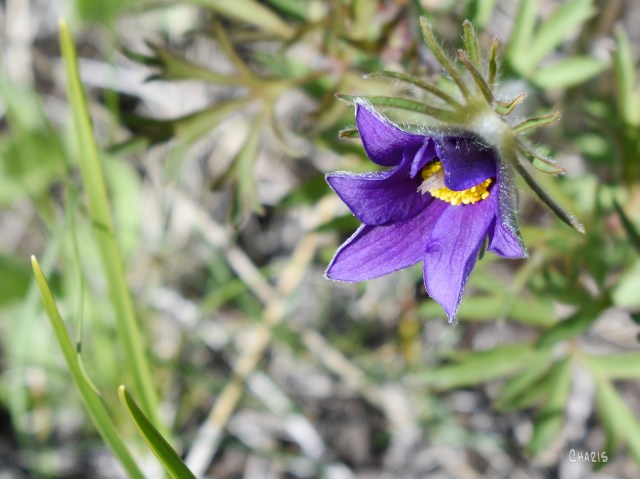 crocus dark purple ch crop DSC_0207