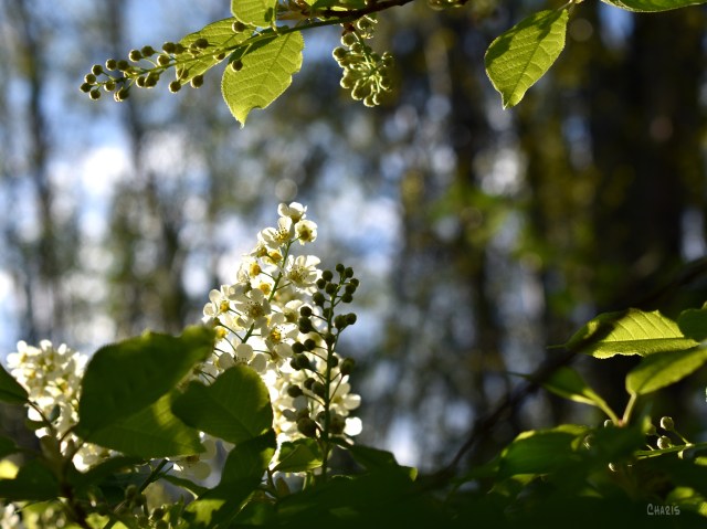 may tree backlit ch crop DSC_0039 (2)