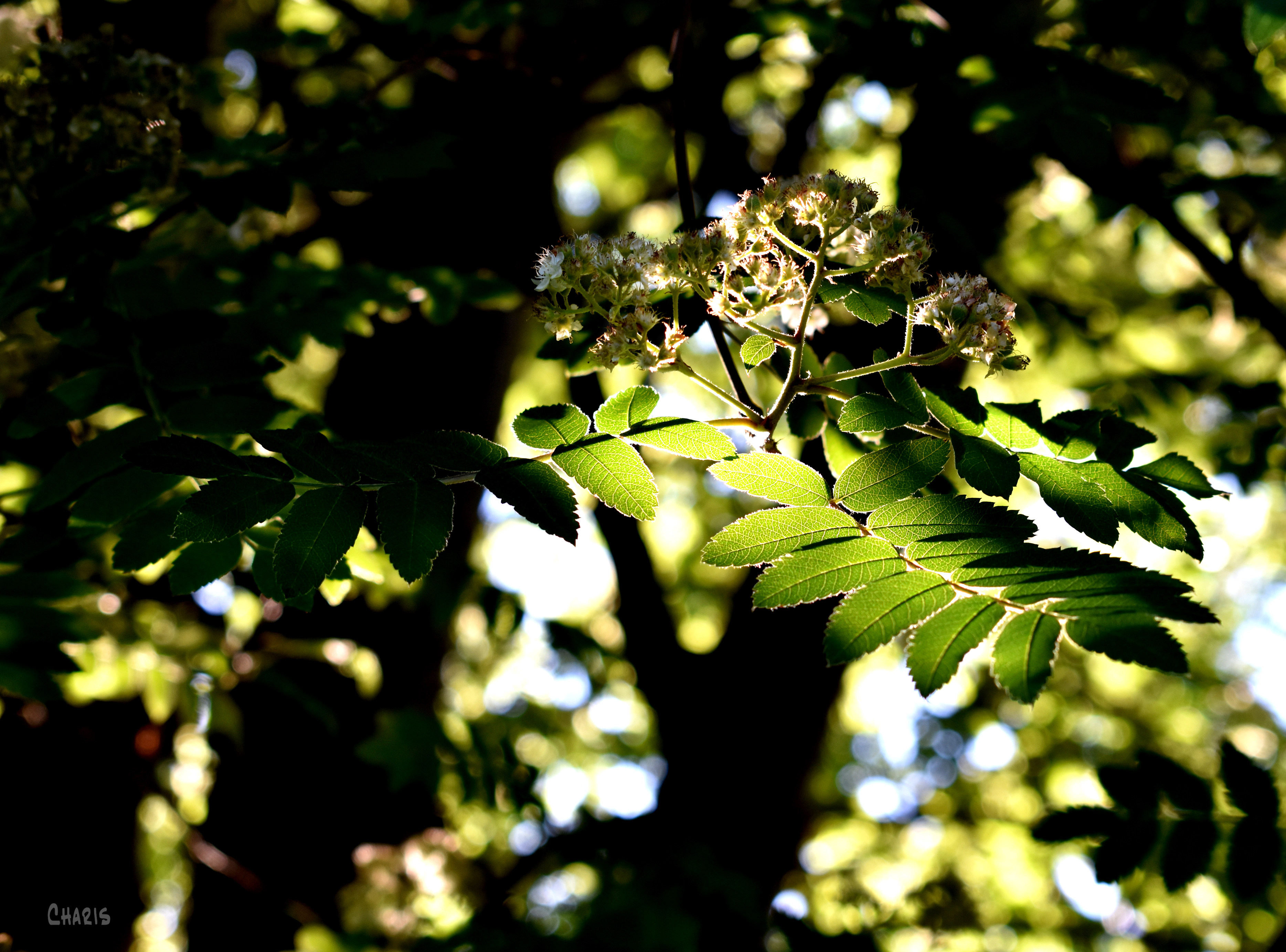 morning light garden trees ch rs DSC_0011