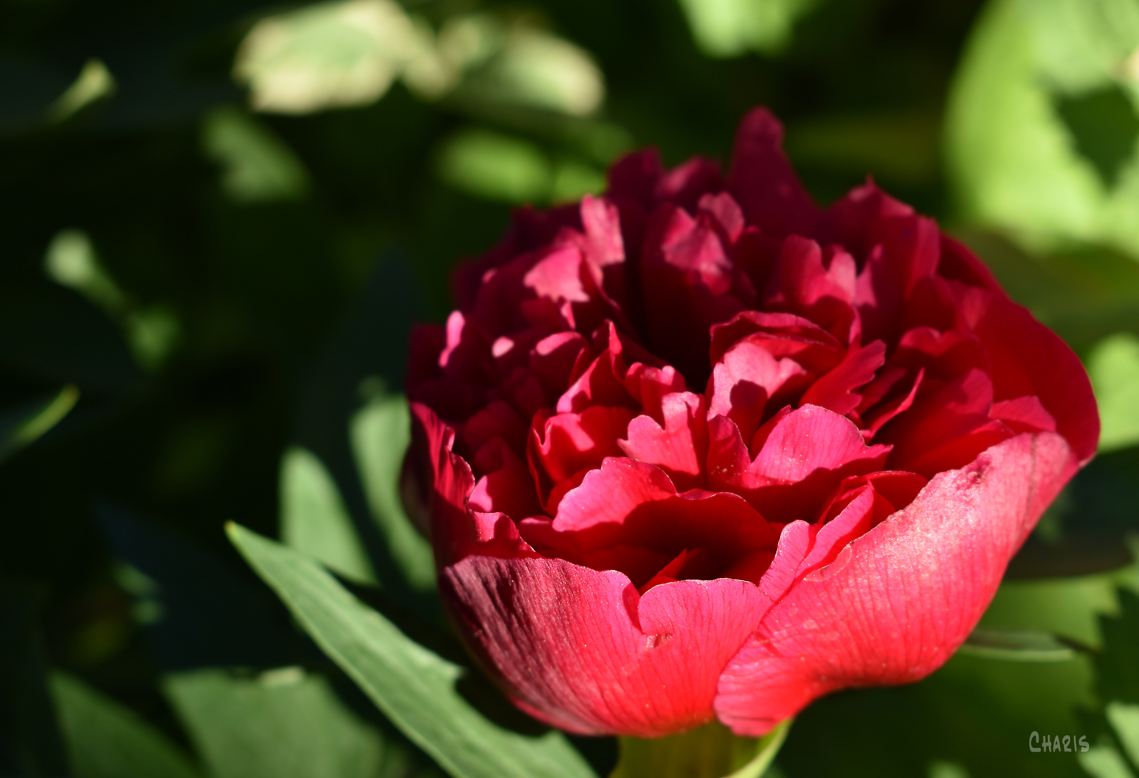 morning light peony ch rs DSC_0012