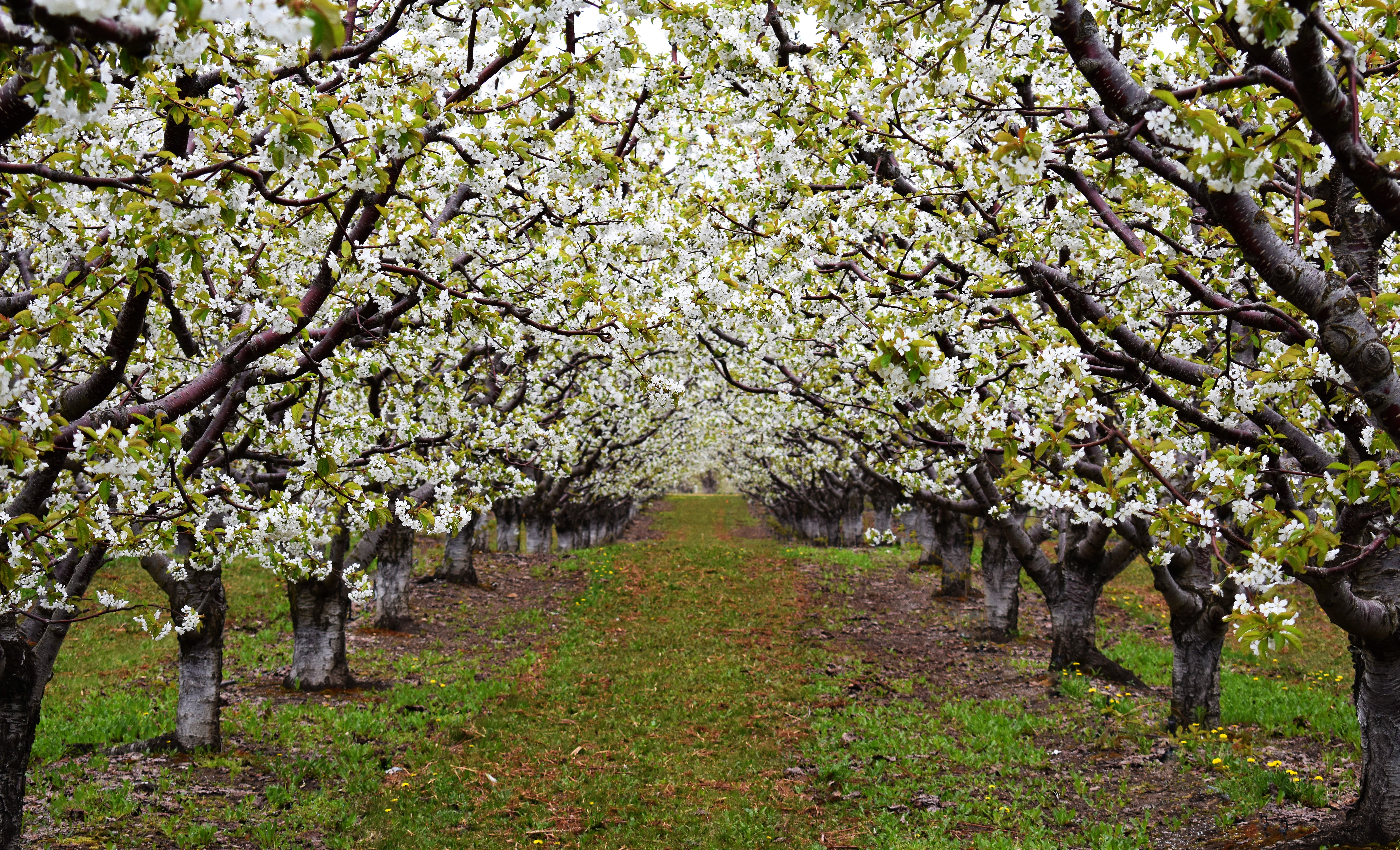 orchard blooms DSC_0164
