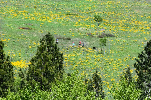 sunflower field family DSC_0033