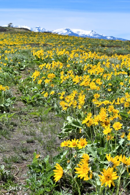 sunflowers path purcells ch rs DSC_0126