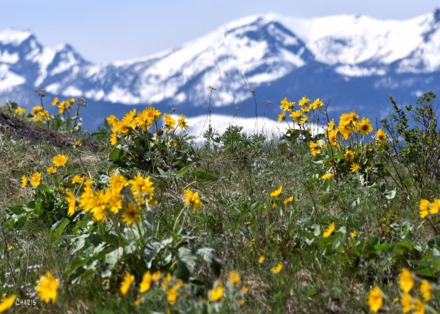 sunflowers purcels ridge 2 ch DSC_0064