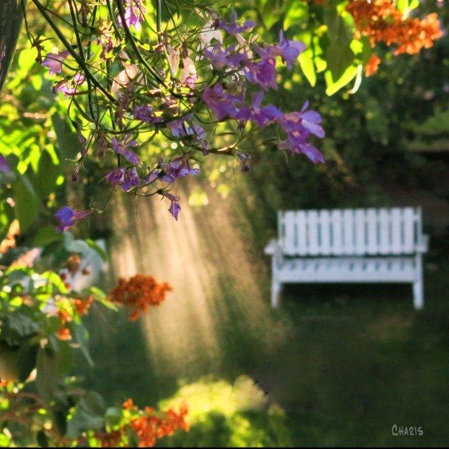 garden spray light sq ch 2 IMG_4589_edited-2