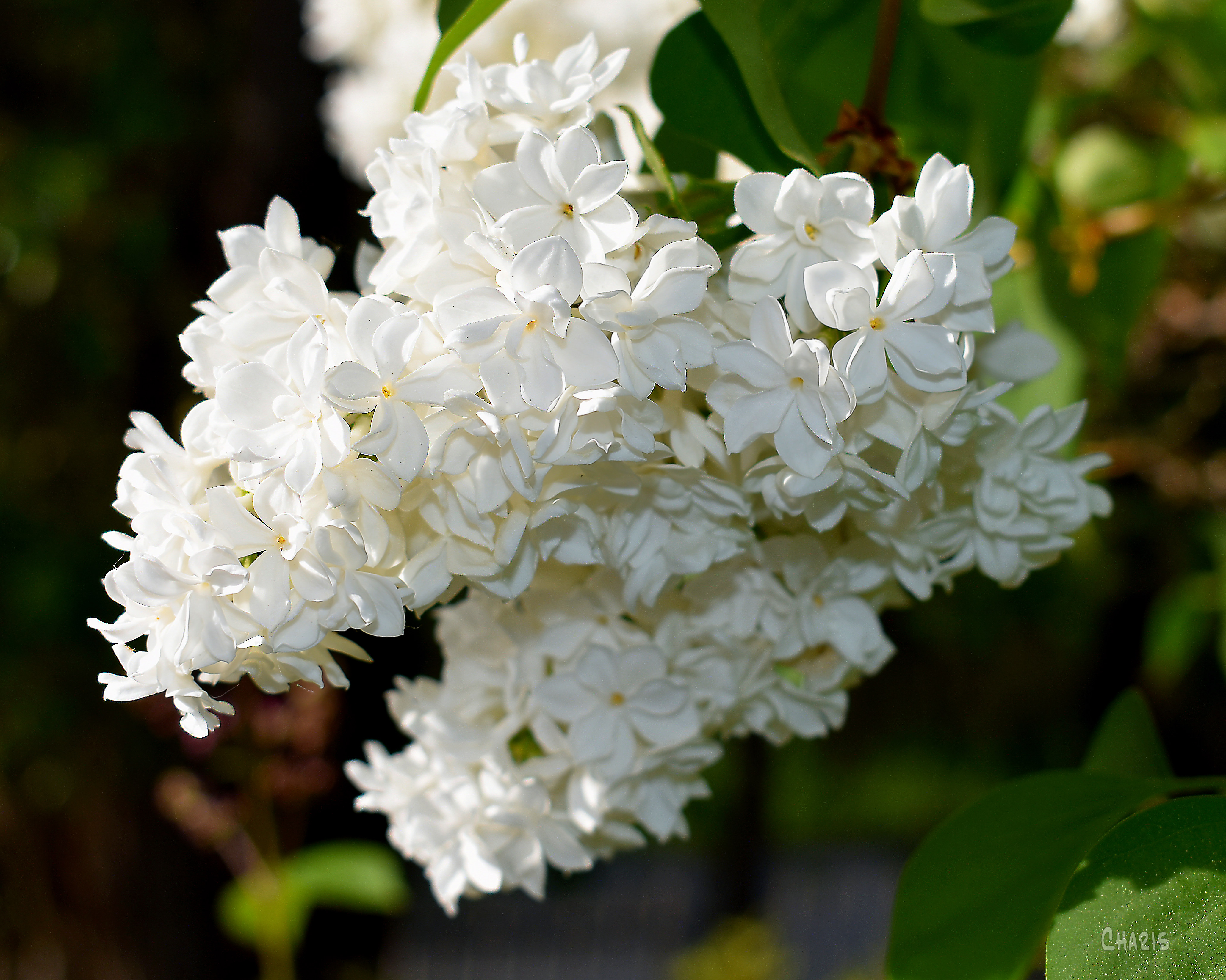 ilacs white crop ch DSC_0004