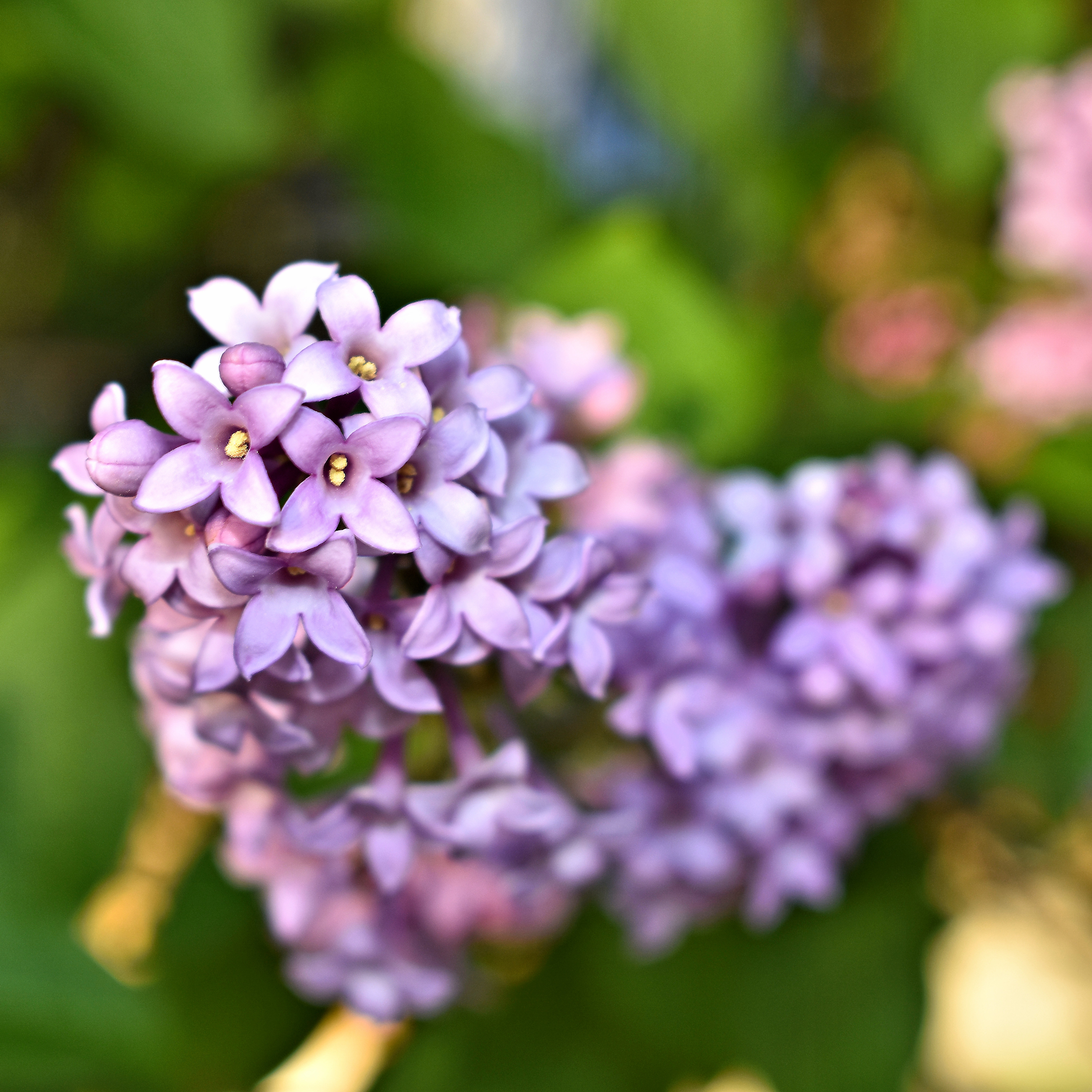 lilac heart DSC_0035