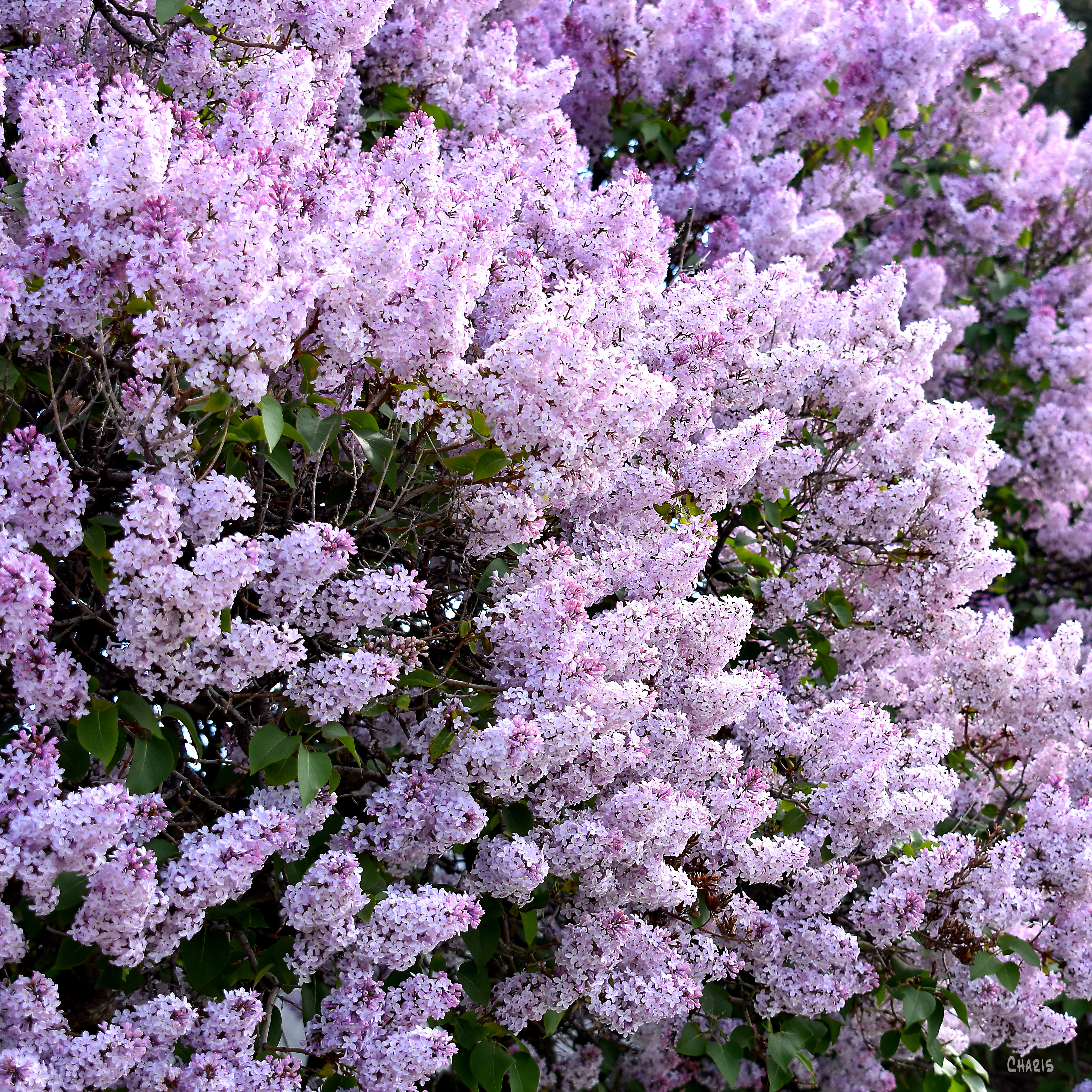 lilac mass sq ch DSC_0018