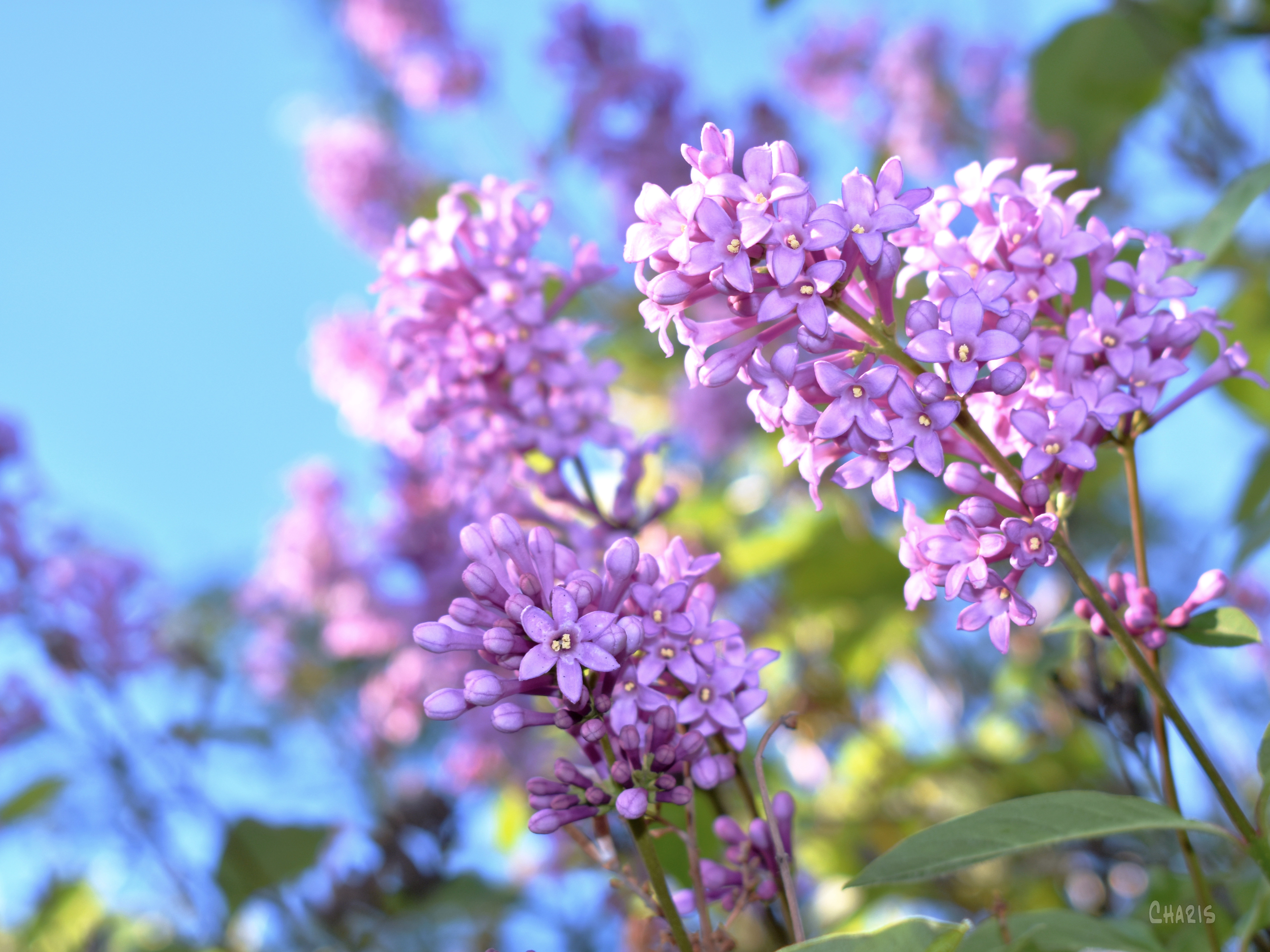 lilac sky DSC_0037