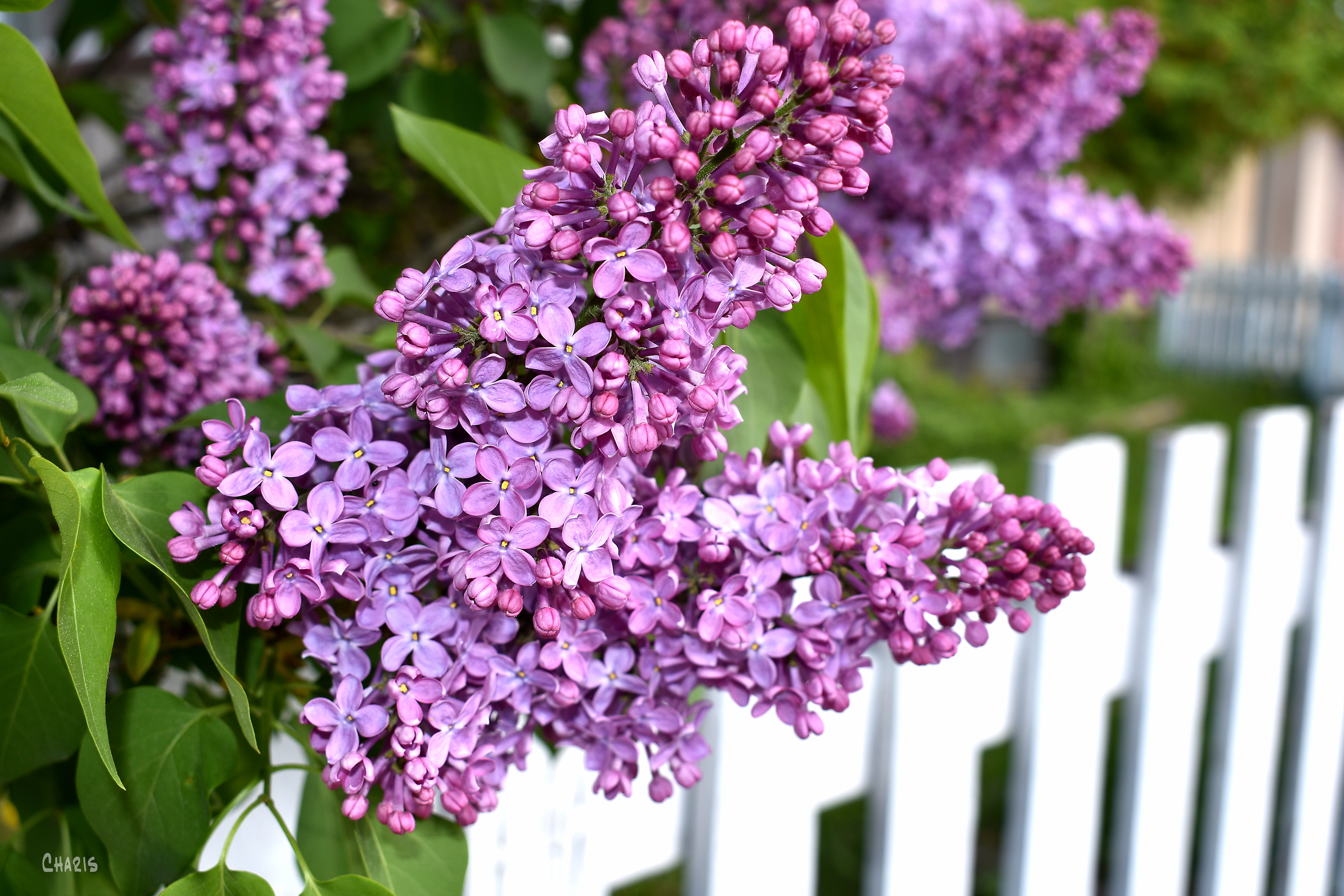 lilac white fence ch rs DSC_0012