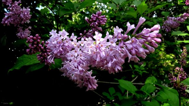 lilacs ch rs IMG_8055