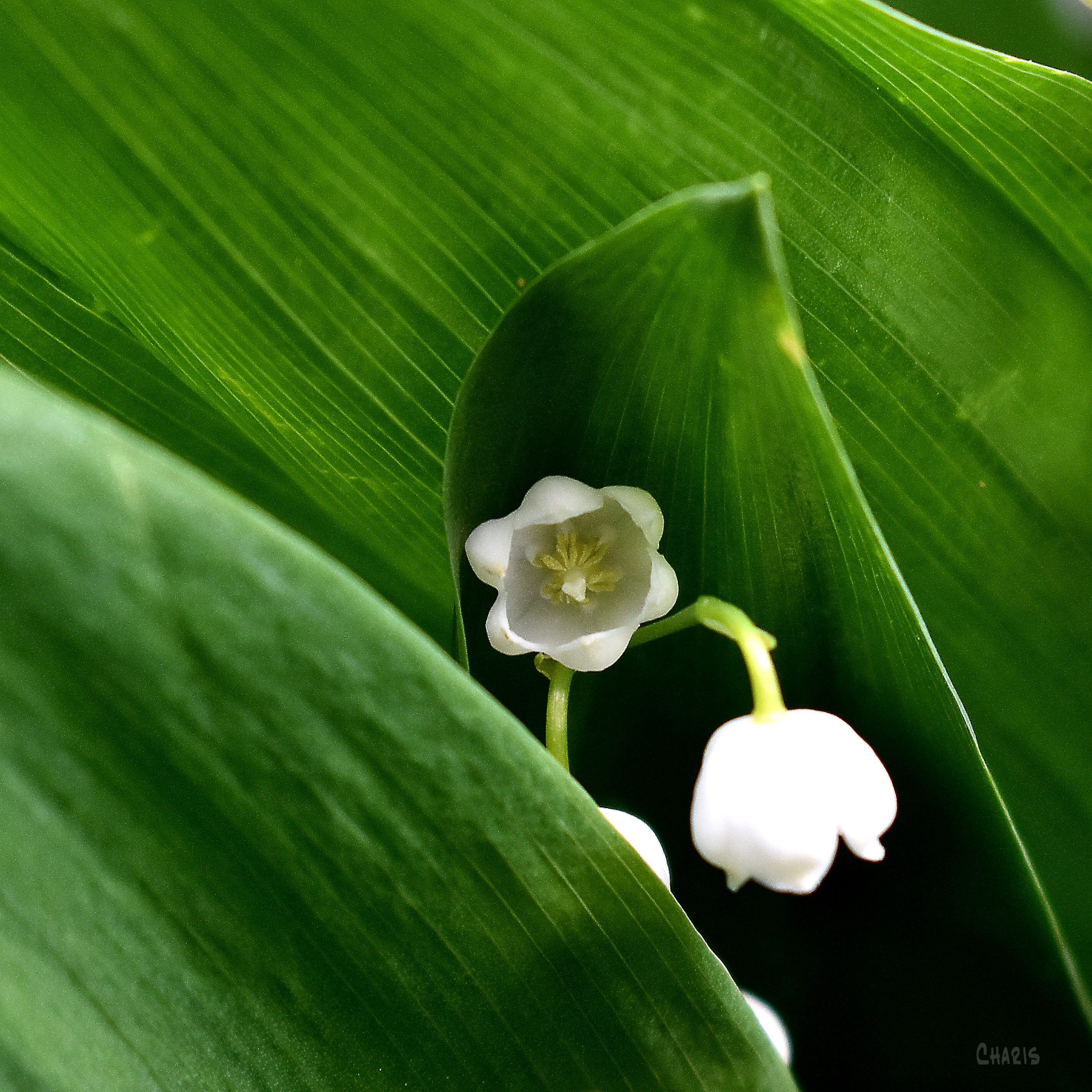 lily of the valley hidden ch DSC_0122