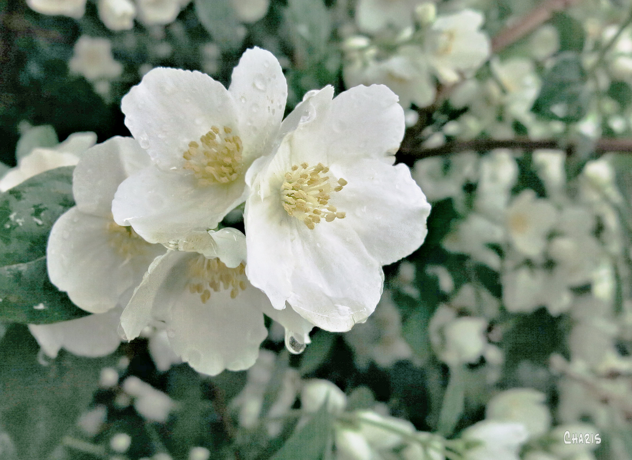 mock orange pale green IMG_4617