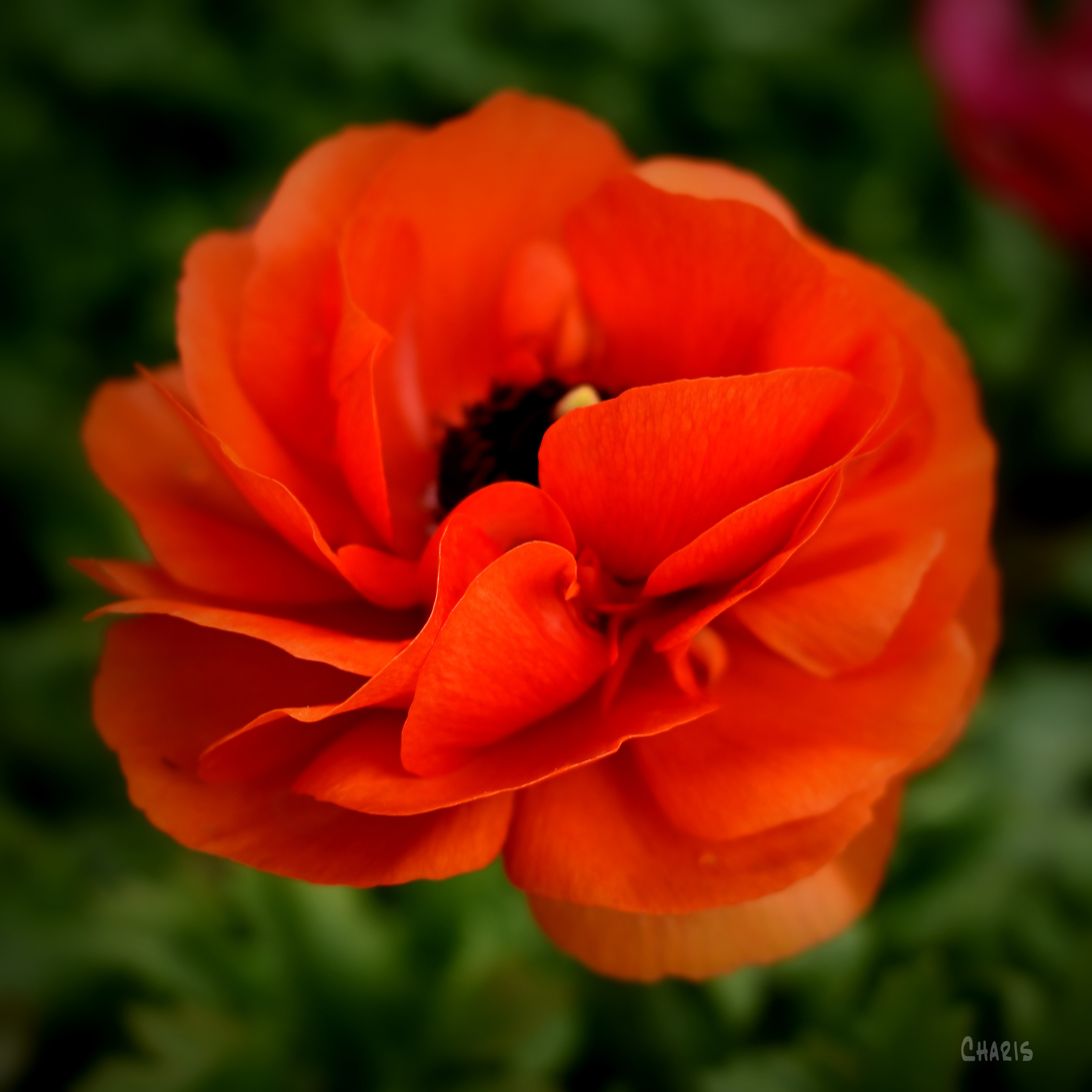red flower rununculata sq vignette ch crop DSC_0132