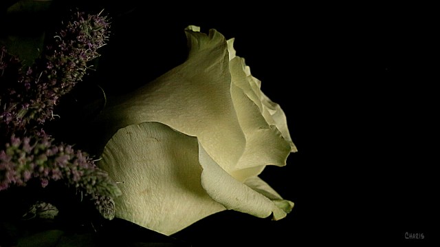 rose white ch rs IMG_4642