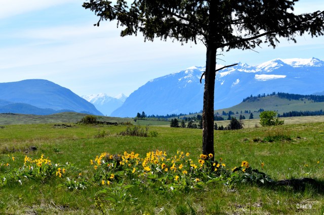 sunflowers bootlet mountains ch rs DSC_0363