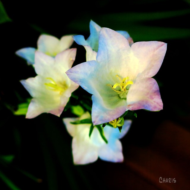 bell flower ch rs IMG_4813