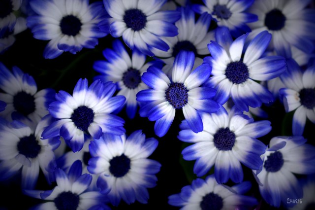 blue white flowers ch rs DSC_0129