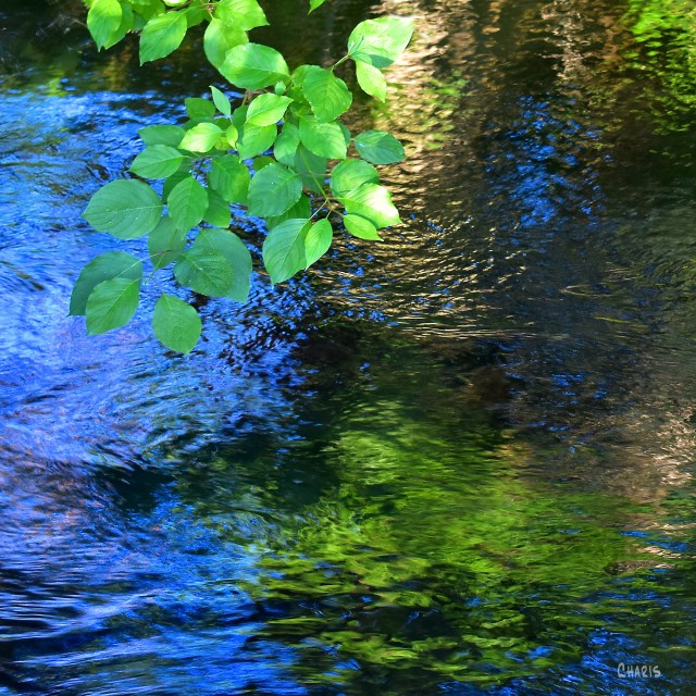 creek green leaves reflect sq DSC_0043