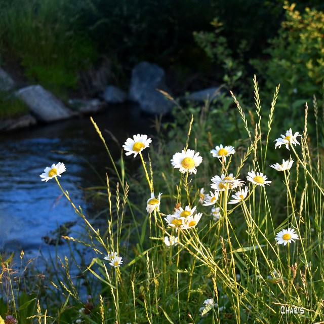 daisies creek sq ch crop DSC_0015