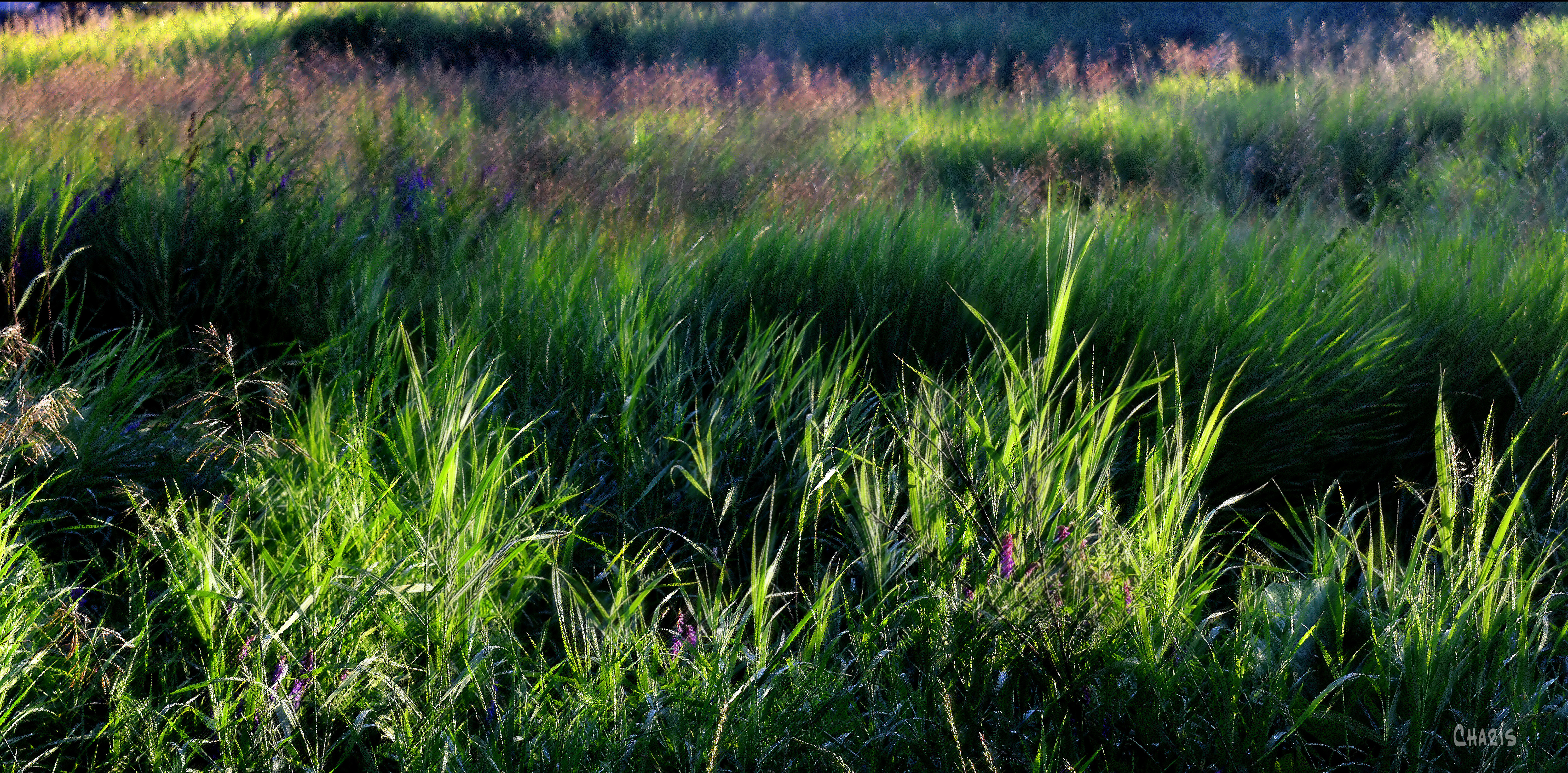 field grass pastel crop DSC_0047_edited-1
