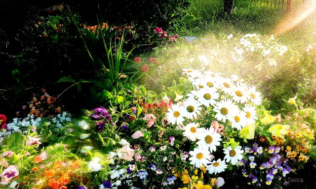 garden spray ch rs IMG_4895