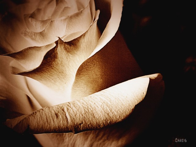 white rose bw ch sepia IMG_4667