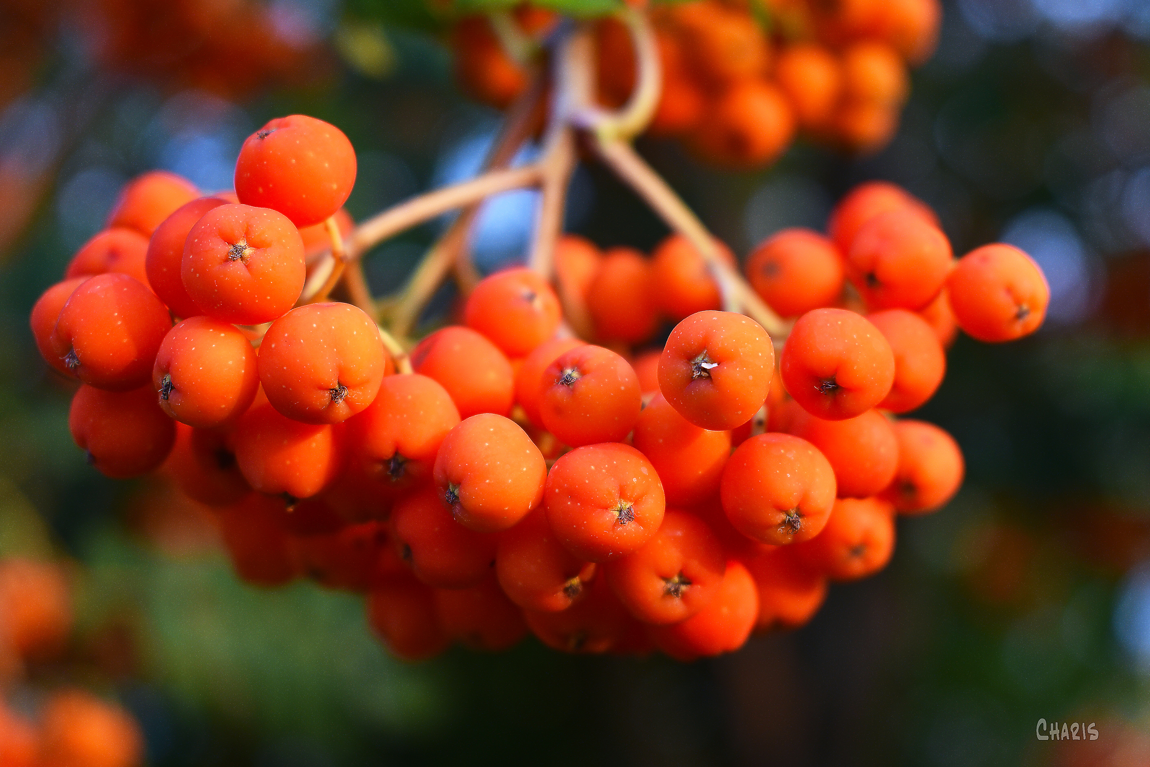mountain ash berries ch rs DSC_0089