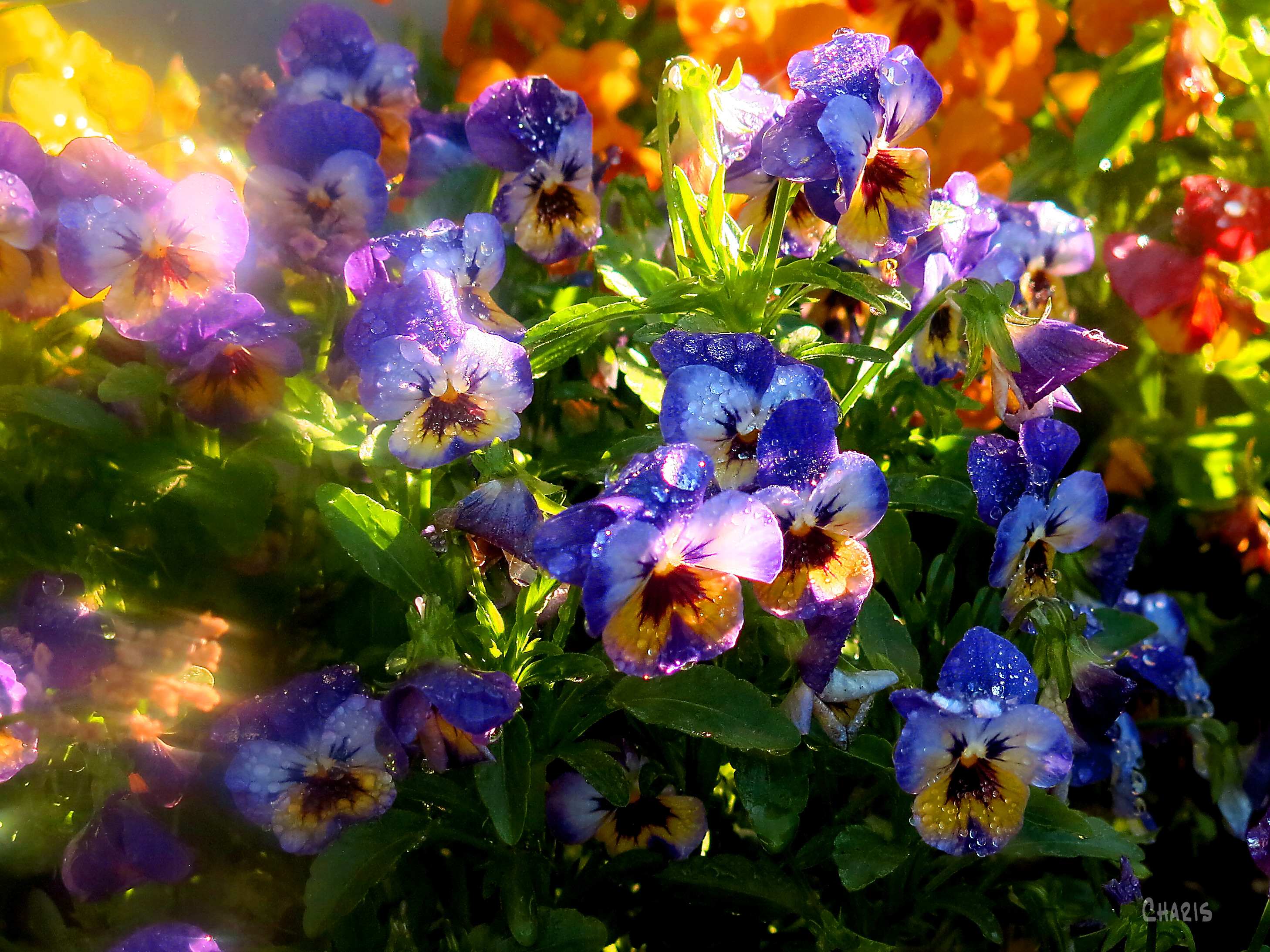 Pansies sprinkler colour ch rs IMG_4907