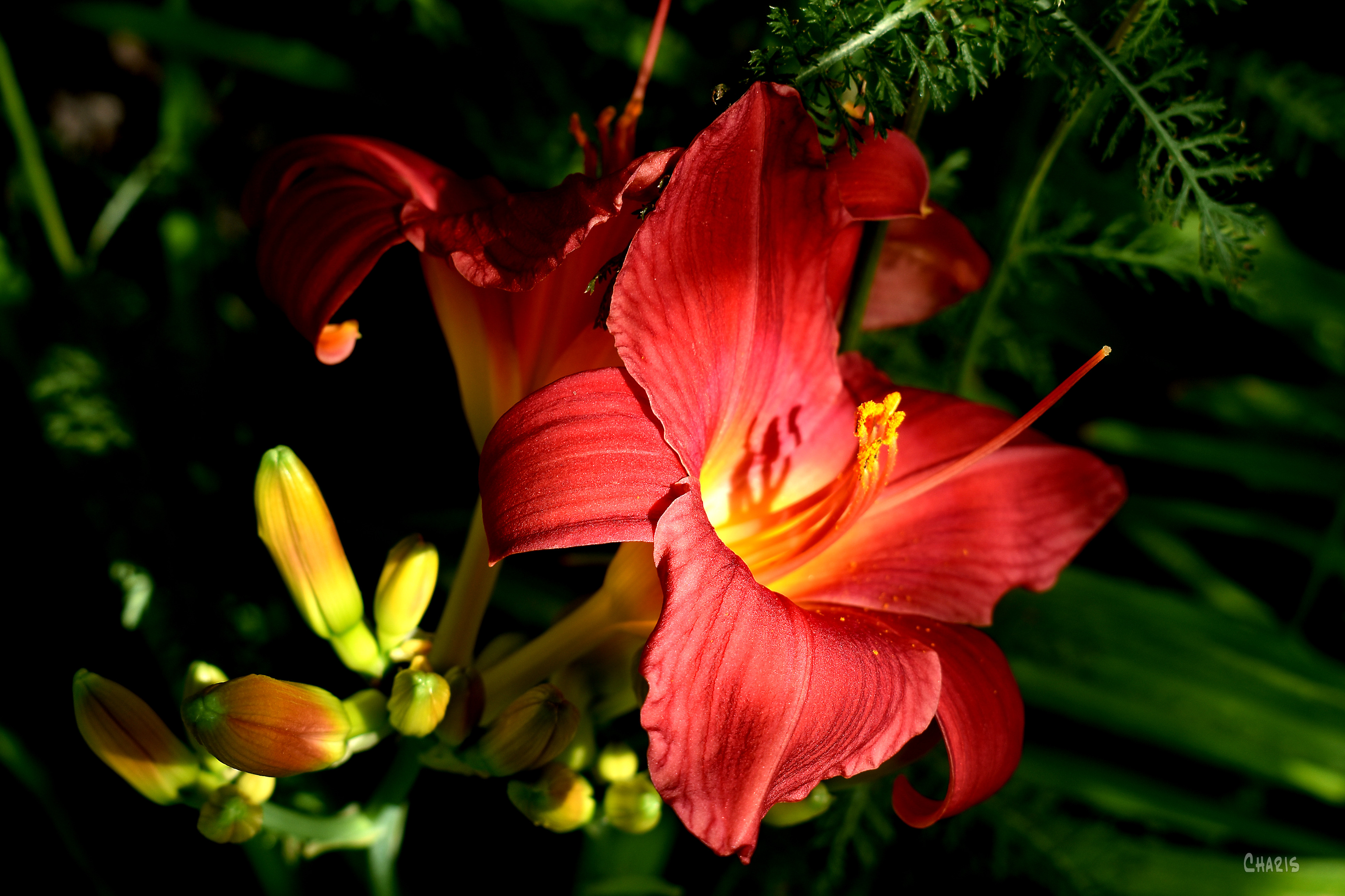 red day lily ch rs DSC_0013