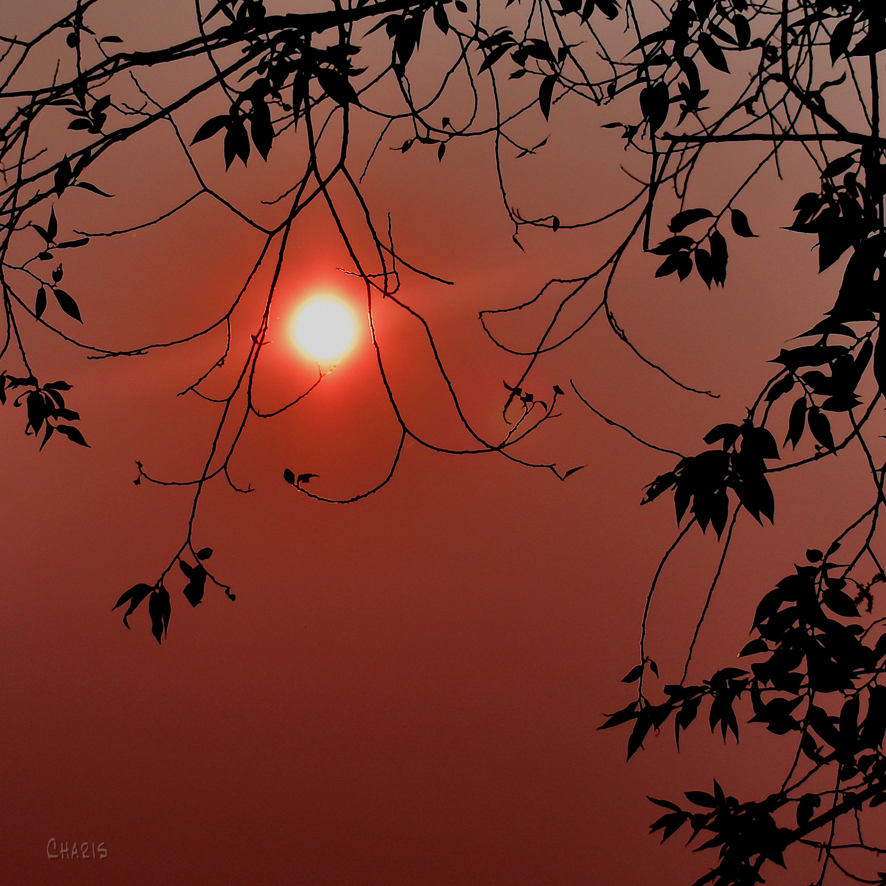 sun fire season DSC_0130